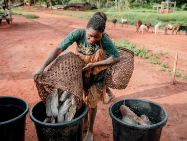 INDIGENOUS WOMAN TRANSPORTS FISH HARVESTED FROM THE POND PREPARING TO SELL
