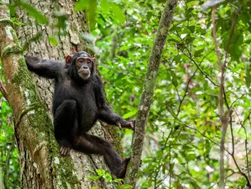 Chimpanzee in West Africa hanging on a tree.