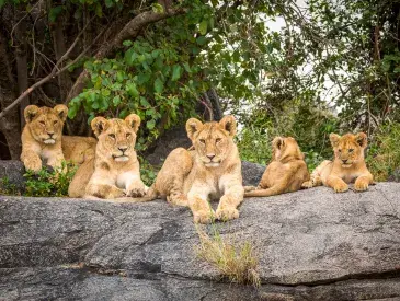Lion cubs lying on rocks in Serengeti in Tanzania