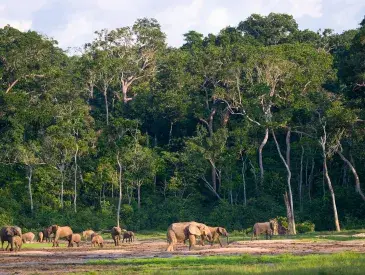 Group of African forest elephants in the forest edge in Central African Republic