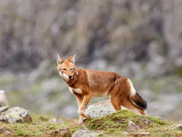 The Ethiopian wolf (Canis simensis), an endangered canid that lives on the Ethiopian Highlands.