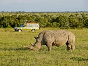 Tourists in safari vehicle view white rhinoceros grazing at Ol Pejeta Conservancy, Kenya
