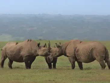 A crash of black rhinos gathering with their horns touching in the wild plains of Solio game reserve, Kenya