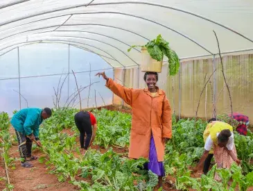 Jedida Mesi and the Mwavunyu Chakiloli Youth Group harvest fresh vegetables from their climate-smart greenhouse.