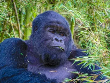 A mountain gorilla in Volcanoes National Park, Rwanda.