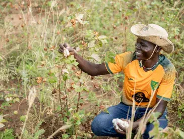 Victor Bari, a cotton farmer in the Kidepo Landscape.
