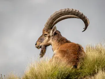 A Walia ibex in Ethiopia. © Kevin Dooley, Benjamin Mkapa African Wildlife Photography Awards 2021.