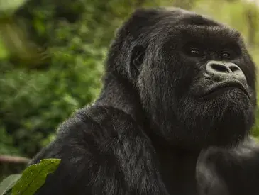 A Still from A Gorilla Story, Now Playing on Netflix.