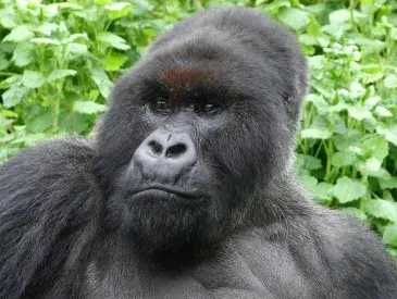 Pablo, a charismatic and playful gorilla. Credit: Dian Fossey Gorilla Fund.