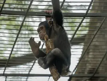 A chimpanzee rescued from poachers in Dja Faunal Reserve, taken to Mvog-Betsi Zoo in Yaounde for recuperation.