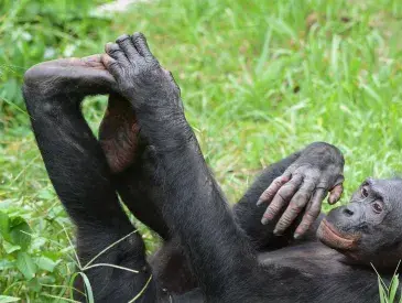 A bonobo resting in the grass of the Lomako-Yokokala Wildlife Reserve.