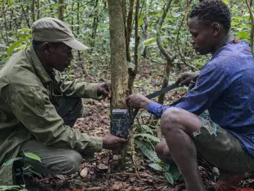 A camera trap set deep in the forest near the village of Baday, in the Bili-Uélé landscape, by an eco-guard and a member of the local community.