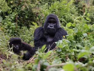 Mountain gorillas in Volcanoes National Park, Rwanda.