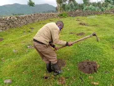 Hitimana Fideli preparing planting holes in Volcanoes National Park, supporting bamboo restoration and ecosystem recovery.