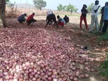 The onion harvest from the community farm in Tchamba, Cameroon.