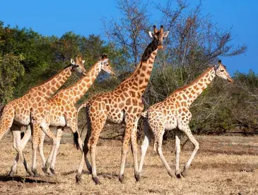 Kordofan giraffes move across the African savanna.