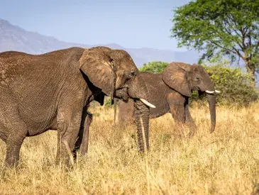 Elephants grazing in Kidepo National Park 