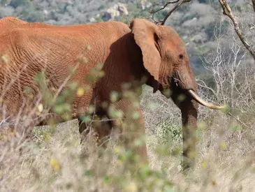 Elephants at Amaka Conservancy in Kenya’s Tsavo Landscape.