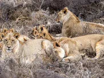 A pride of lions in Kenya's Tsavo landscape. © AWF
