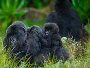 Gorilla family