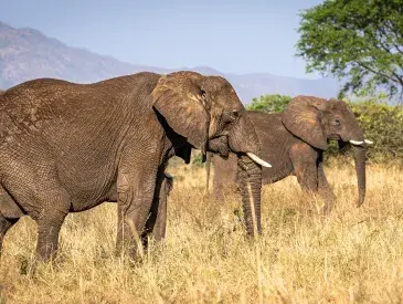 A pair of elephants roam the Kidepo Valley.