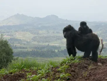 A mountain gorilla with her child in Volcanoes National Park, Rwanda. © McDonald Wildlife Photography, Inc.