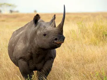A rhino on the African savanna. © AWF