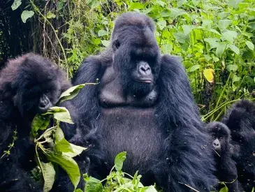 Muturengere, the mightiest (and gentlest) silverback in Volcanoes National Park, keeping a loving, watchful eye over the Isimbi family’s little ones. 