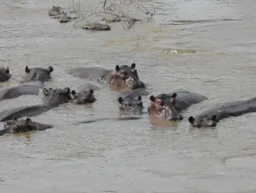 A pod of hippos in Faro National Park, Cameroon.