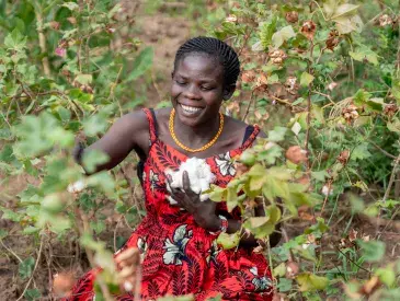 Hellen Nakwang of Karenga District, Uganda harvests cotton on her farm. © AWF