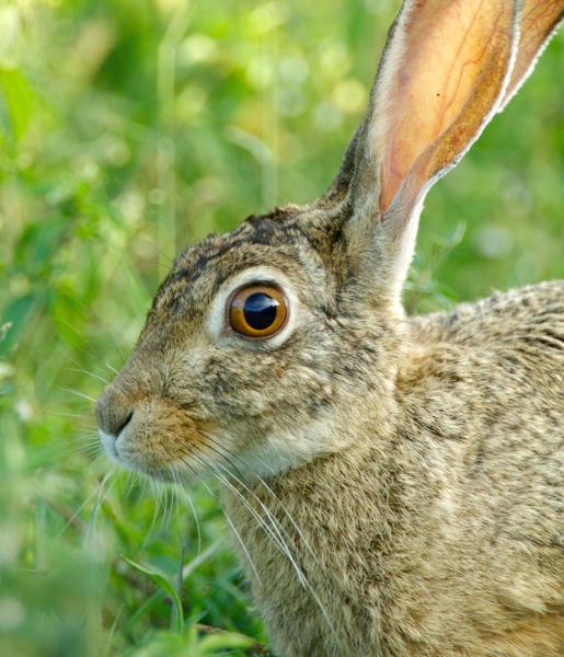 African Hare