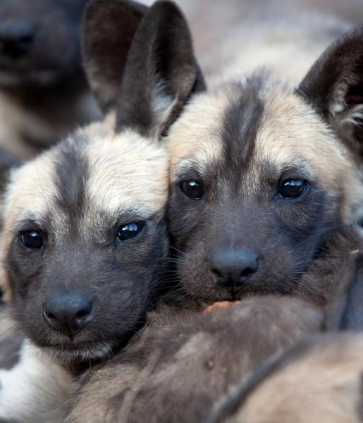 African Wild Dog  African Wildlife Foundation