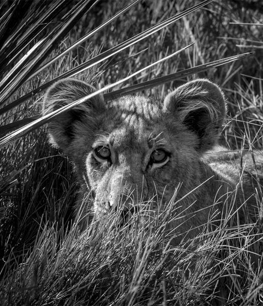 Lion in grass