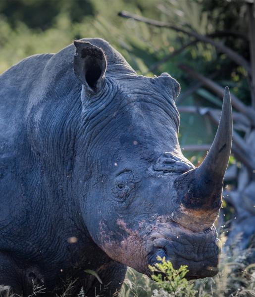 Rhinoceros | African Wildlife Foundation