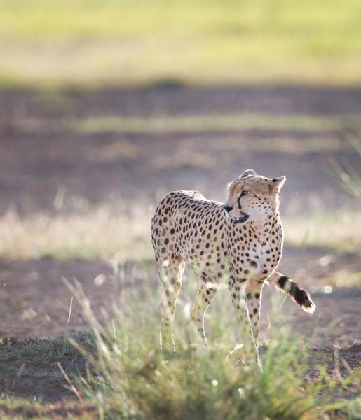 Cheetah | African Wildlife Foundation