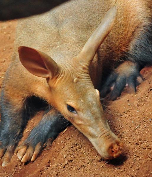 Aardvark