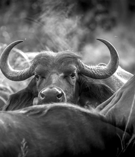 Green & Black Fragmented Horns