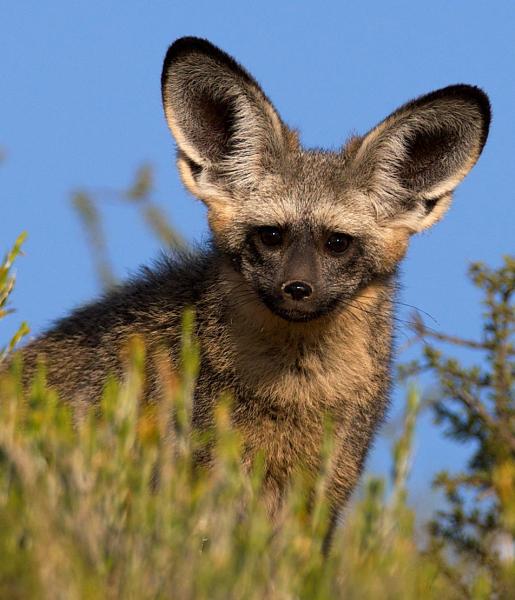 Bat-Eared Fox