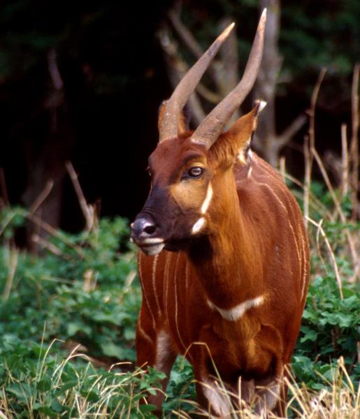 bongo animal