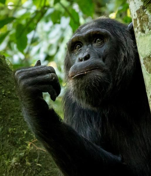 Chimpanzee | African Wildlife Foundation