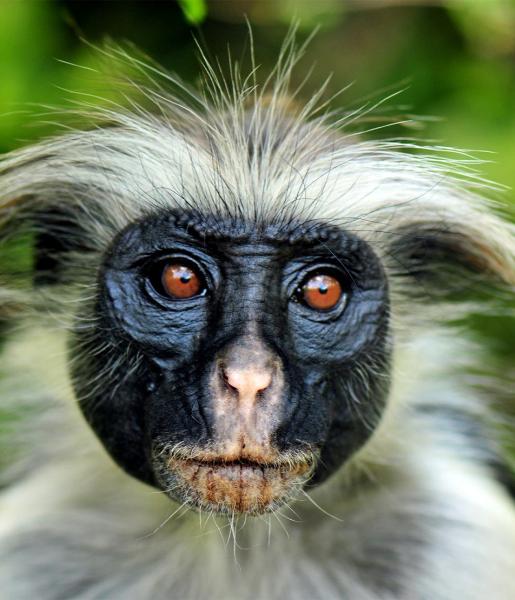 Colobus Monkey