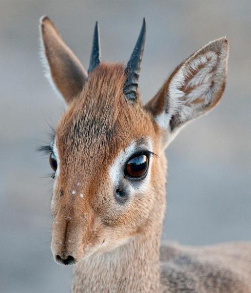 Dik-Dik