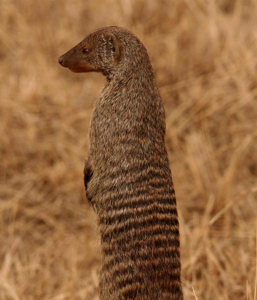 Dwarf Mongoose