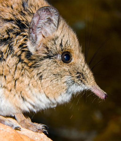 Elephant Shrew