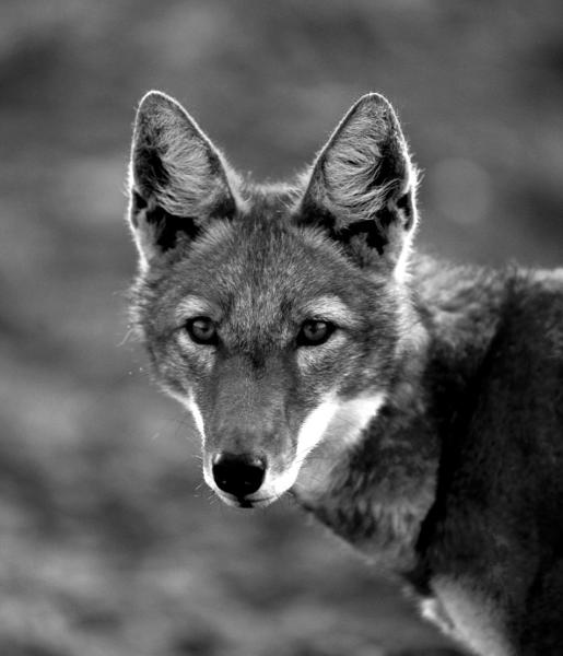 Ethiopian Wolf