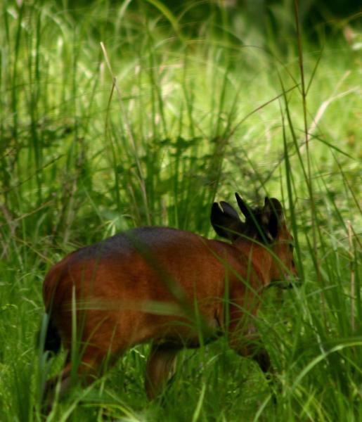 Duiker