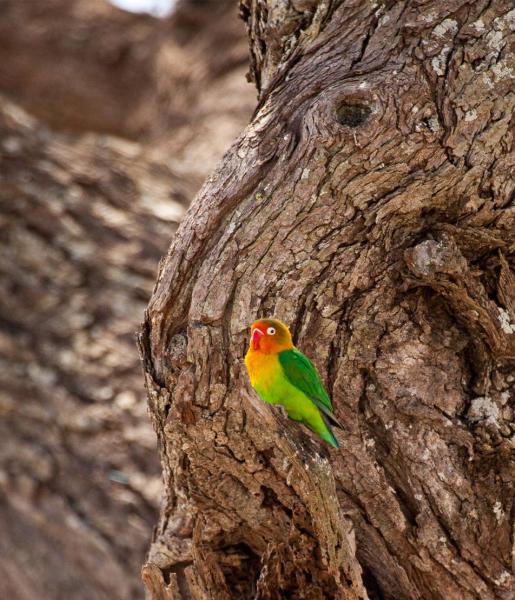 Fischer's lovebird