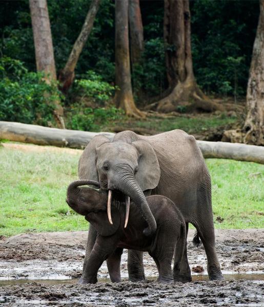 Forest Elephant | African Wildlife Foundation