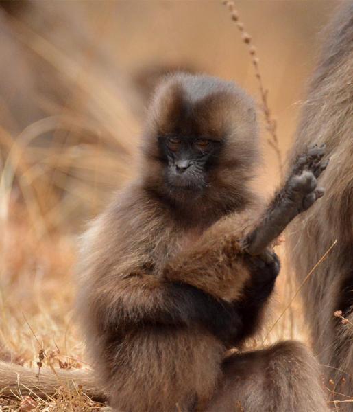 Gelada