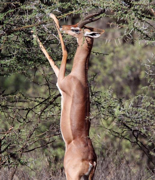 Gerenuk | African Wildlife Foundation